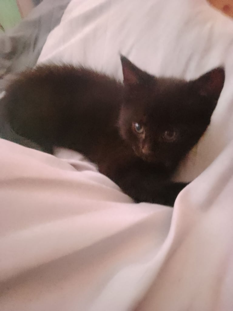 Kittens 