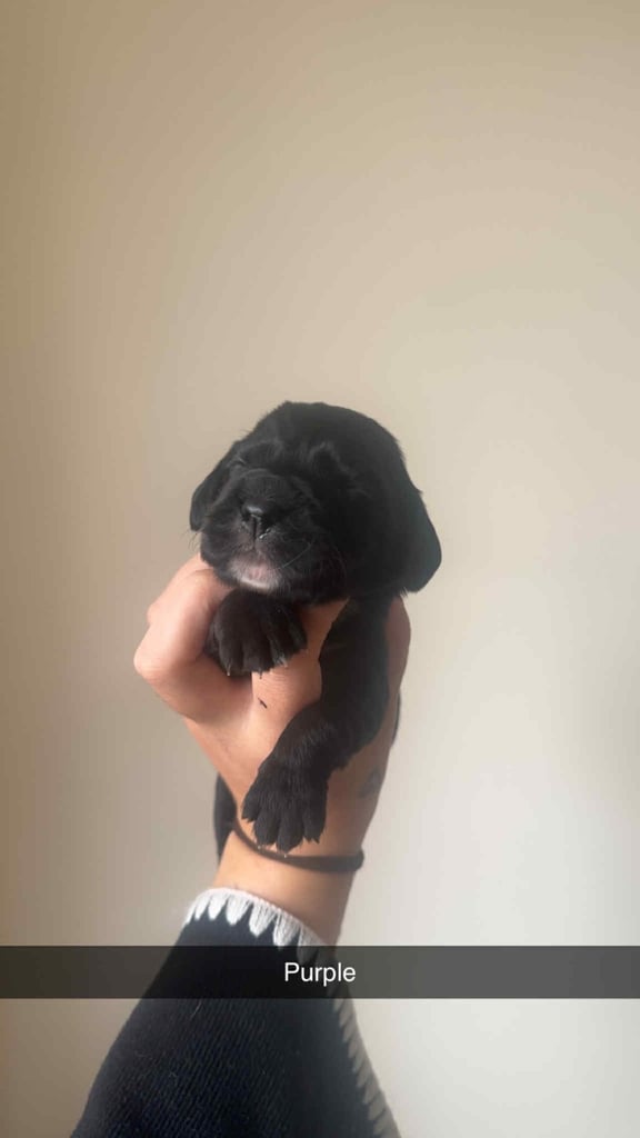 Excellent cocker spaniel puppies 🐾