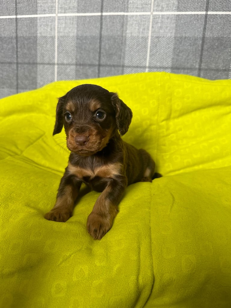 image for Cocker spaniel puppies field trial lines . 