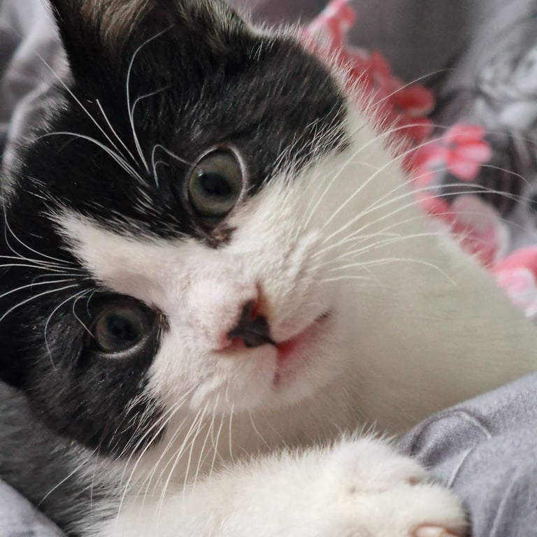 BLACK WHITE KITTEN BOY 