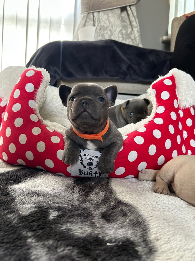 image for French bulldog puppies 🐾