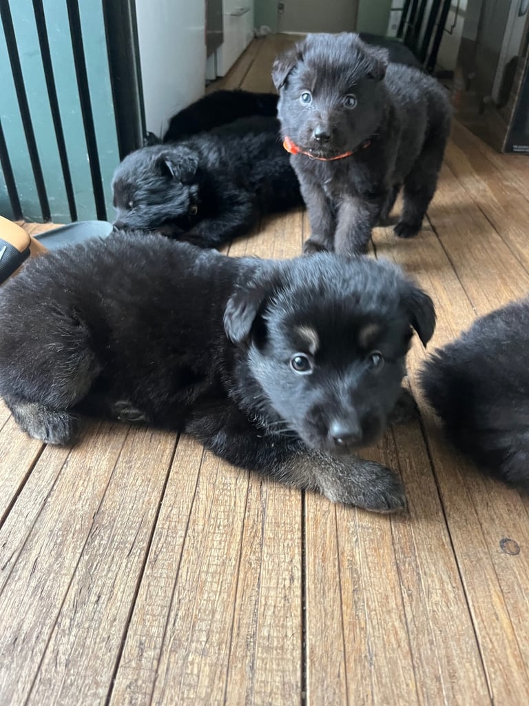 GERMAN SHEPHARD PUPPIES READY TO GO IN 1 WEEK