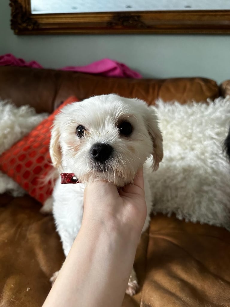 Maltipoo puppys 3girls 1boy 
