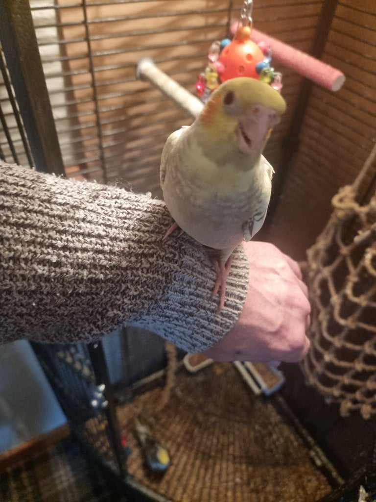 Ready in 10 days silly tame hand reared cockatiels