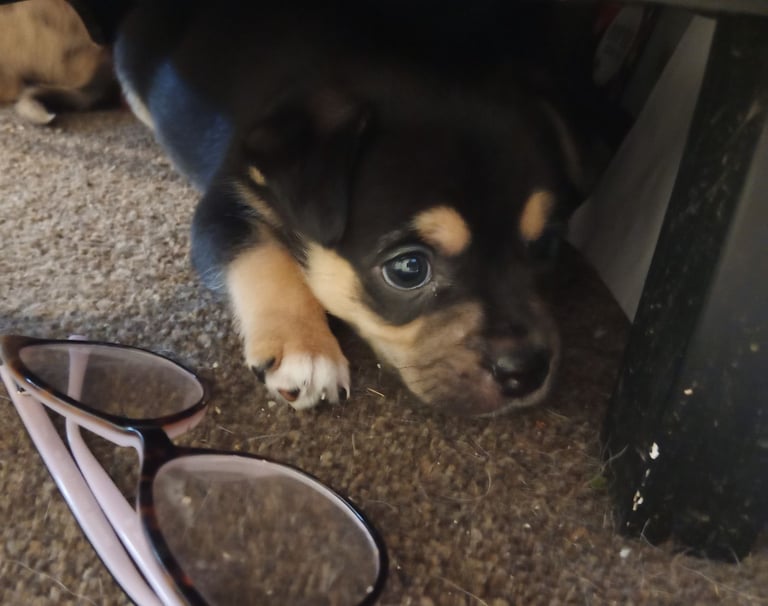 Pug X Collie (Pugollie) Puppies Looking For Their Forever Homes