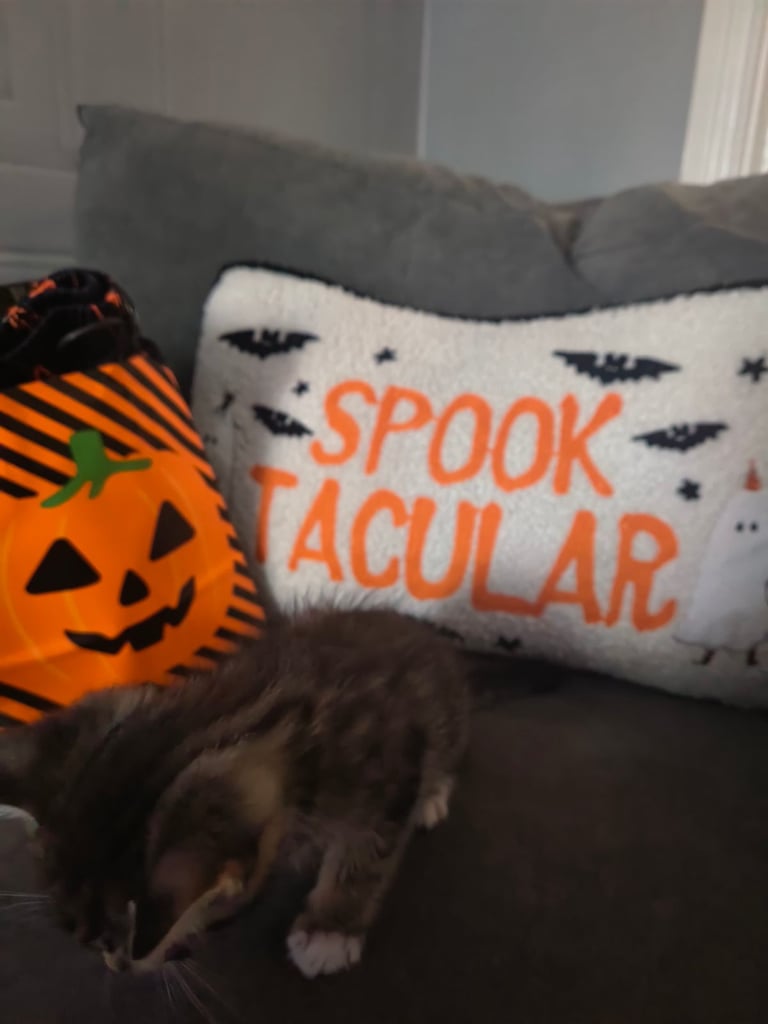 Kittens