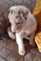 Red merle female border collie pup