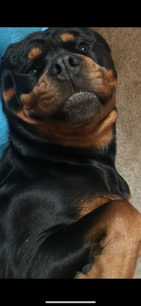 Beautiful rottweiler 