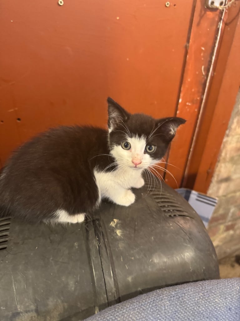 Grey white black ginger tabby tortoiseshell tuxedo girl female kitten cat