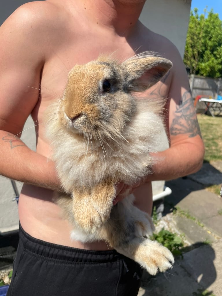Baby boy rabbit for sale 