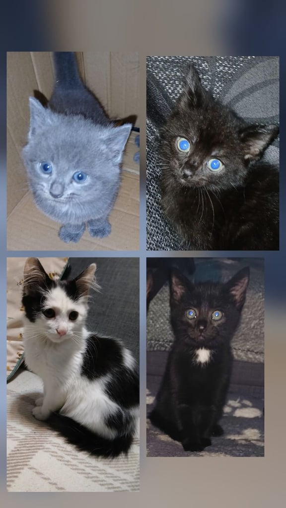Kittens BSH Blue/Grey Ragdoll