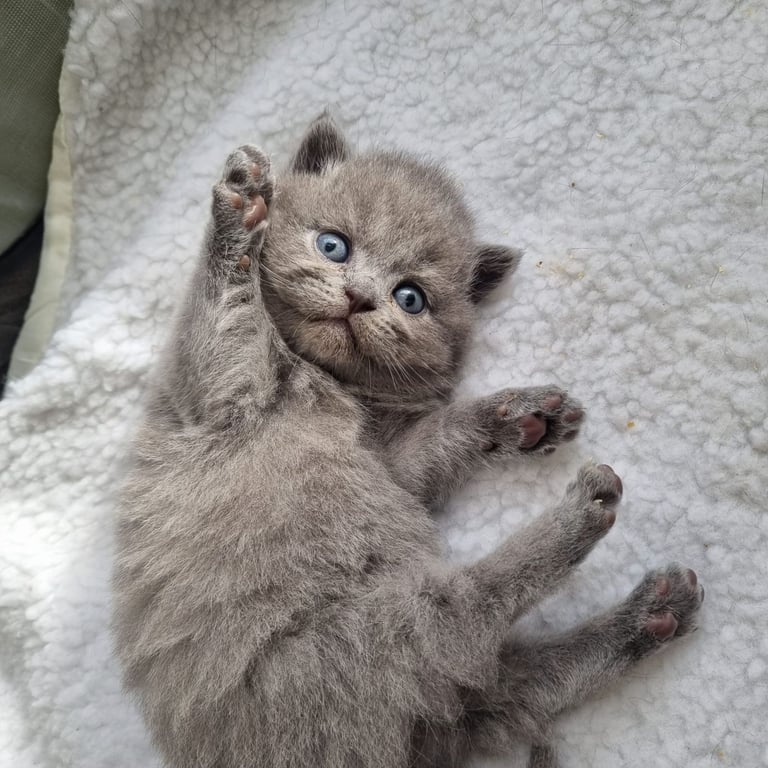 image for Beautiful British Short Hair Kittens Ready for New home 