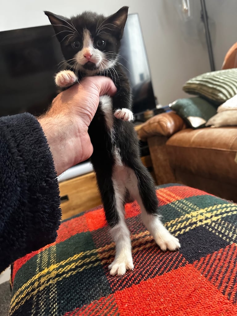Tuxedo Kittens 🐈‍⬛ 