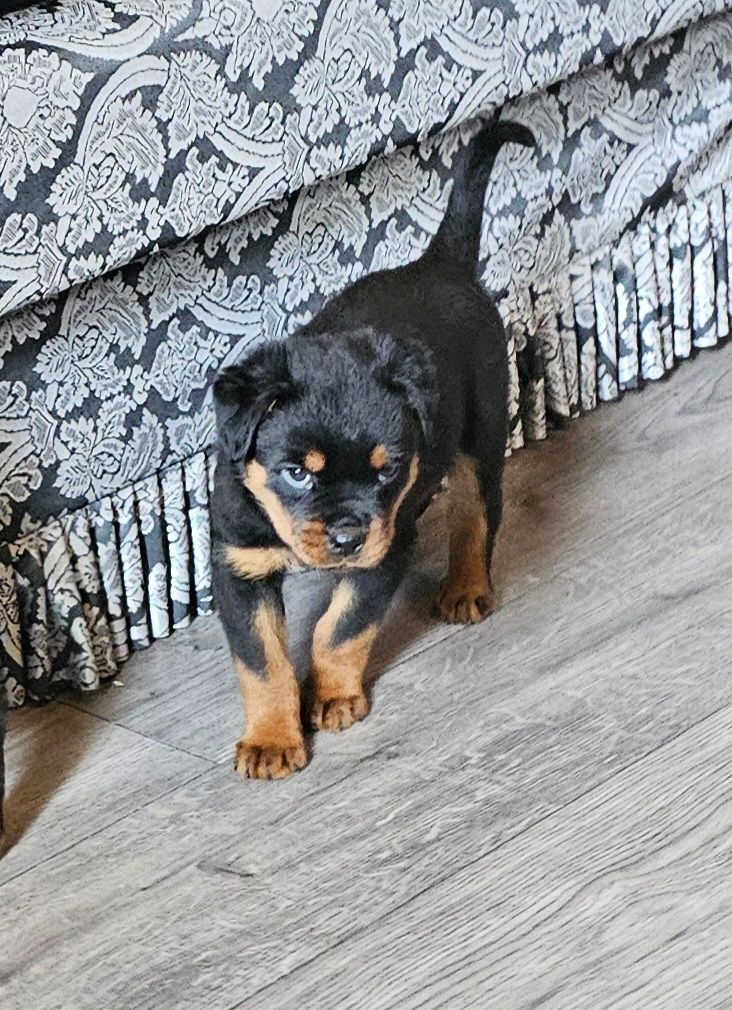 Rottweiler Lab Mix Rottweiler Dalmatian Mix Puppies Rottweiler