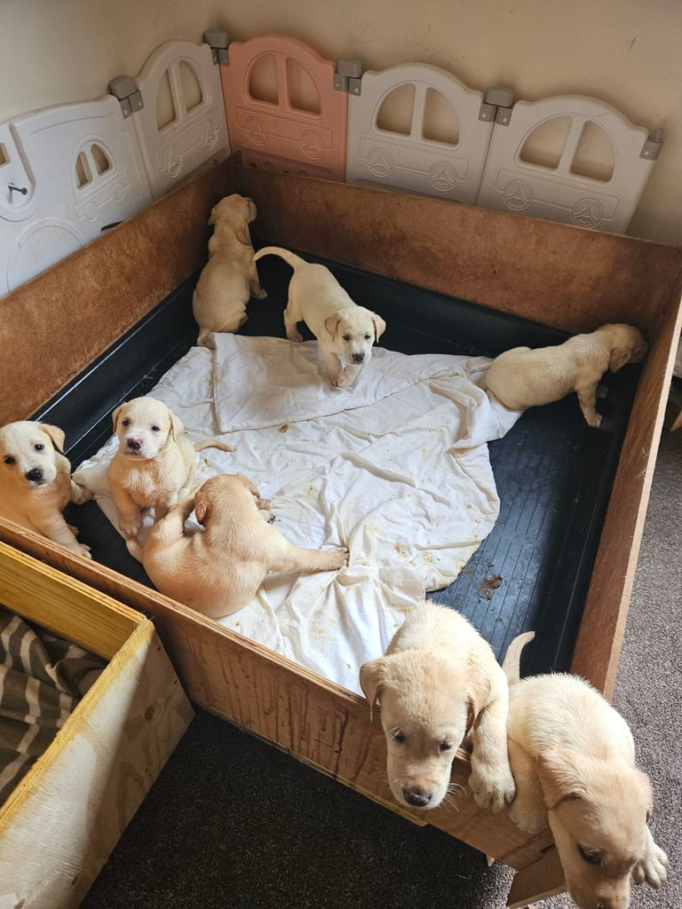 labrador puppies 
