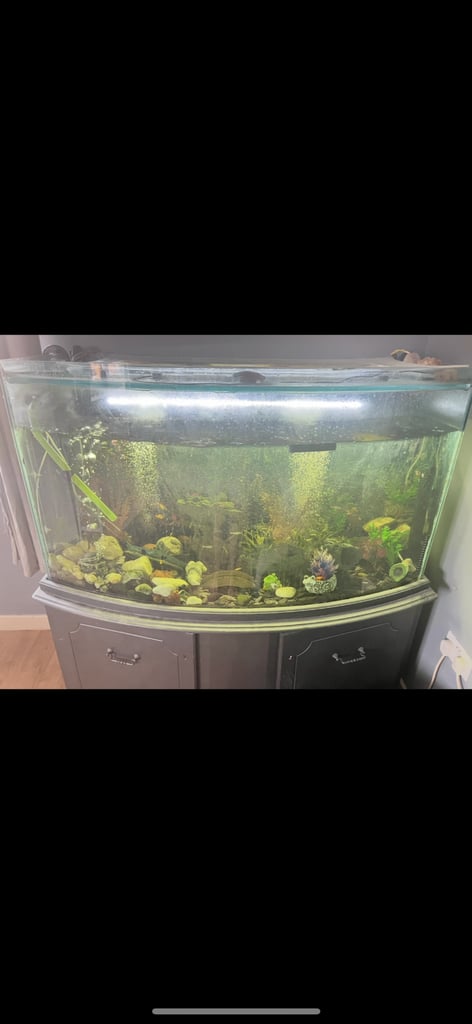 Fish tank 
