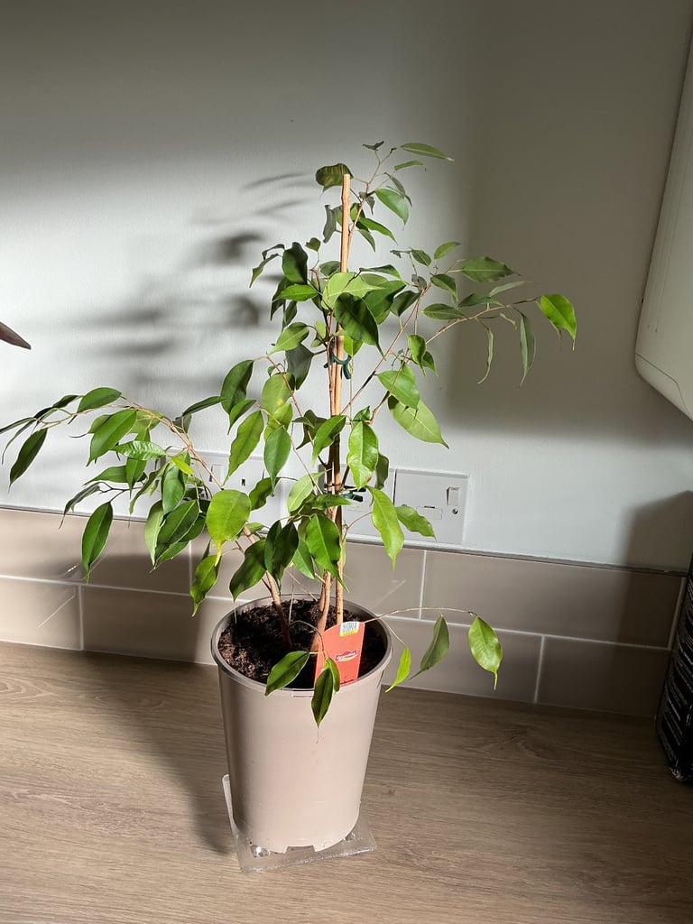 image for Ficus ‘Exotica’ House Plant