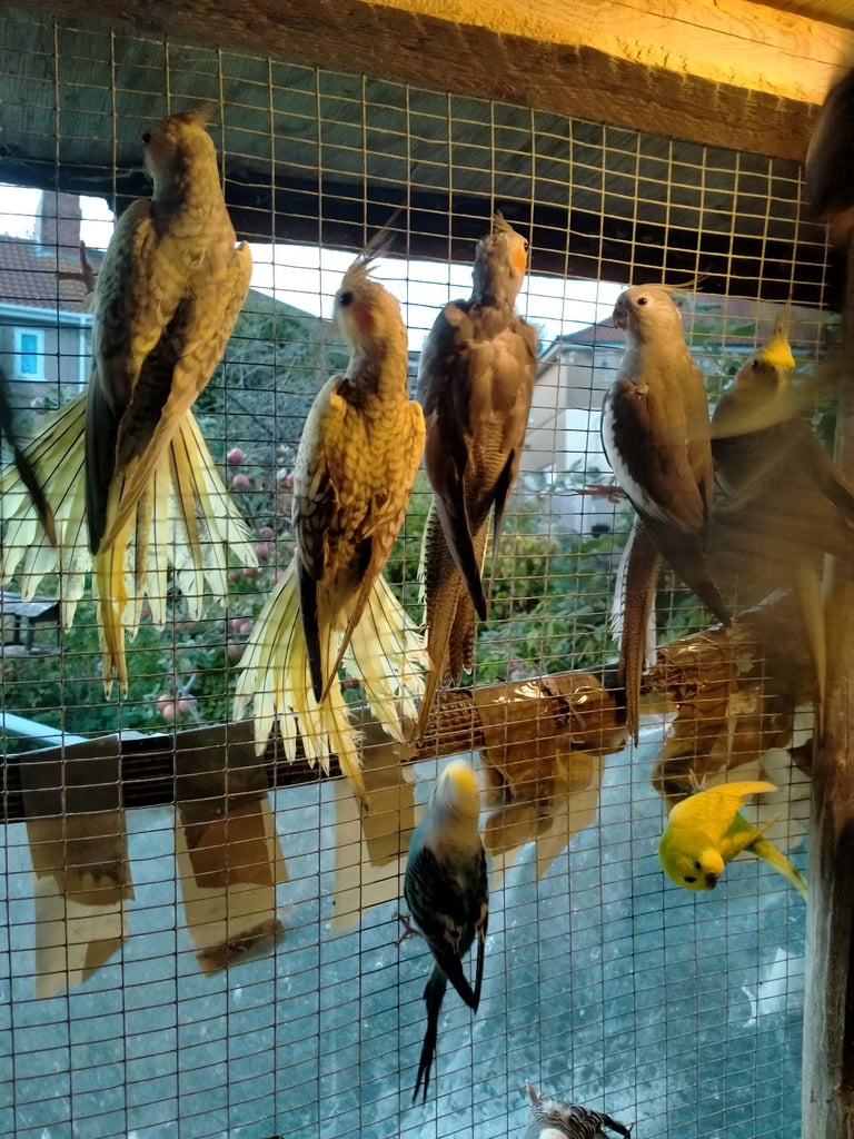 Cockatiels and Budgies - Bristol 