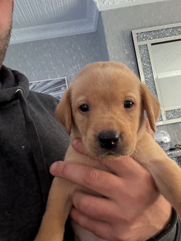Labrador pups 
