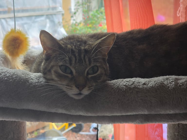 Beautiful little tabby