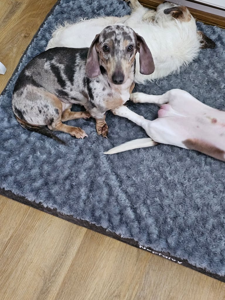 2 miniature dachshunds 