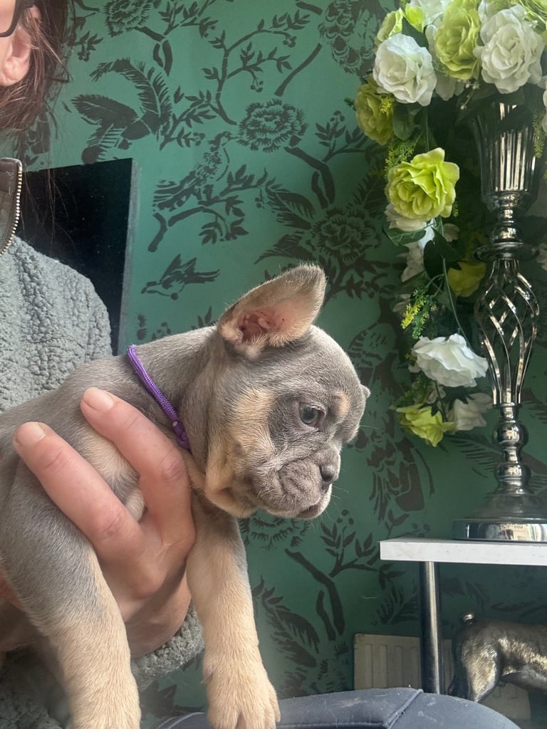 Frenchie boys and girls homie x Apollo lines 