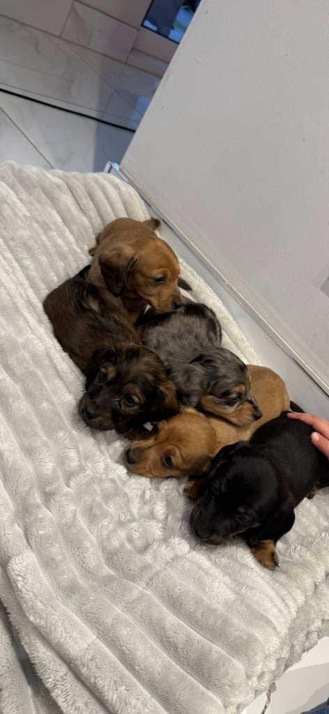 Miniature dachshunds 