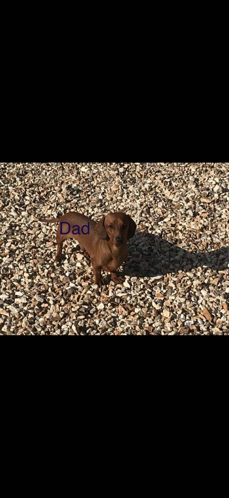 Miniature dachshund puppy