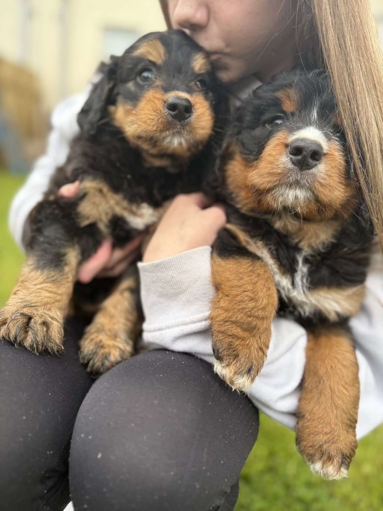 Bernedoodle pups