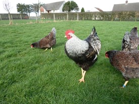 image for 7 x Double Laced Blue Barnevelder Hen & 1 x Double Laced Blue Barnevelder Cockerel