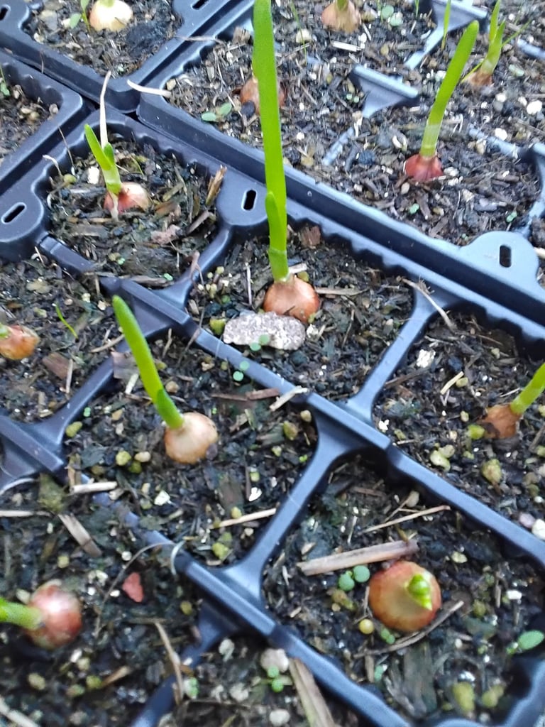 image for Onion sets 