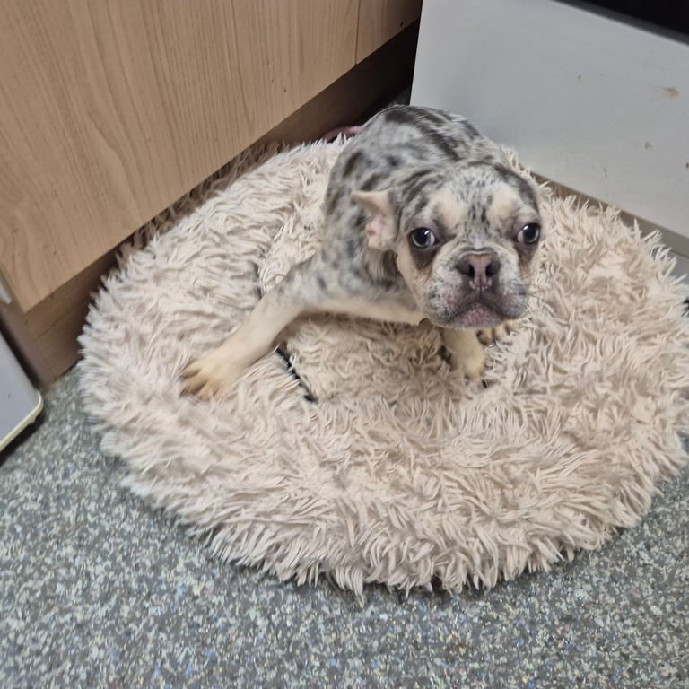 French Bulldog Puppy