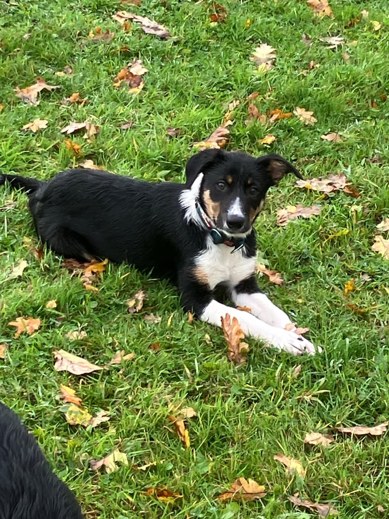 Tri colour smooth haired puppy 
