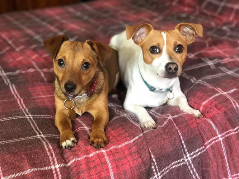 Miniature Jack Russell Pups