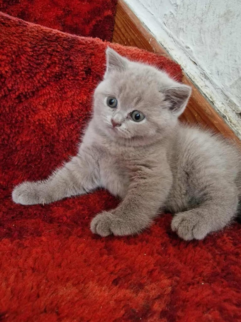 British shorthair Lilac kitten Female GCCF 