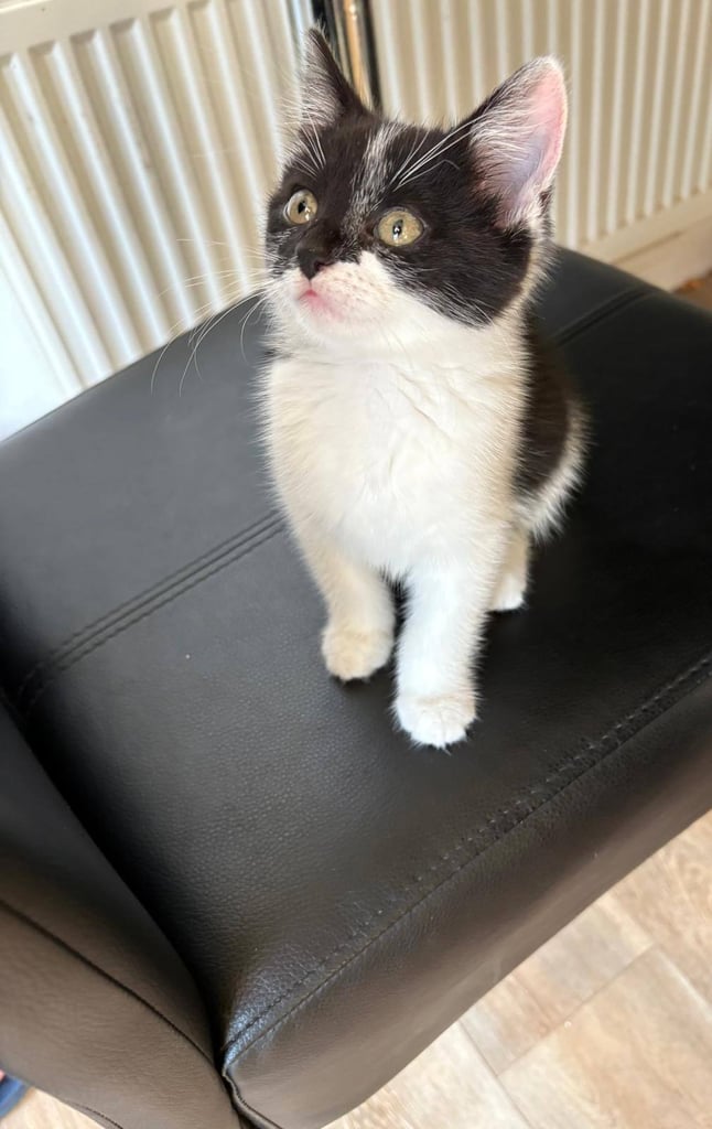 image for Female Kitten for Sale