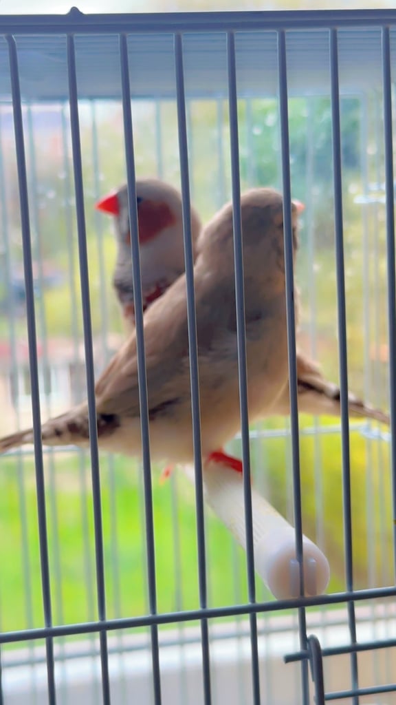 4 PAIRS OF BIG EXHIBITION SIZED CLOSE RUNG (ZFS) ZEBRA FINCHES