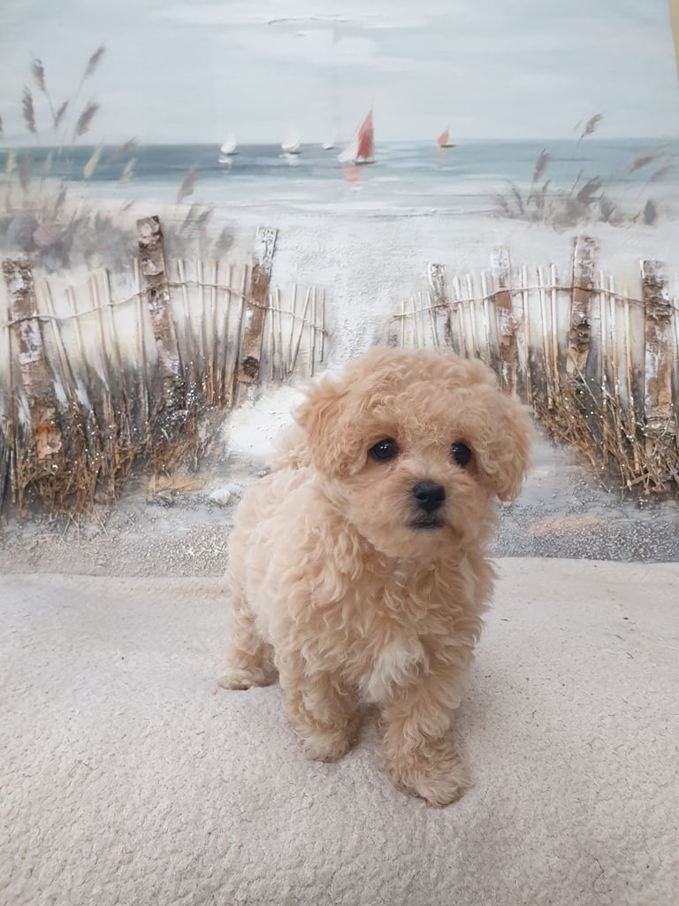 Maltipoo puppy