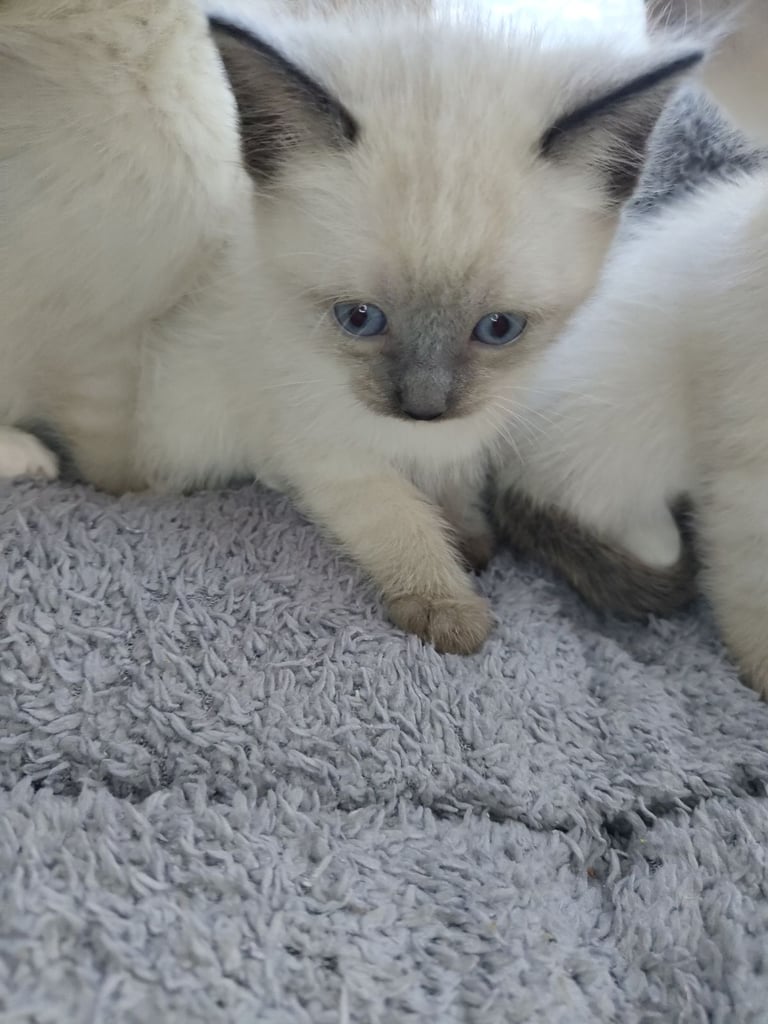 Siamese Cats Kittens for Sale Gumtree