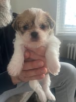 4 lovely shitzu and jack russell pups for sale 