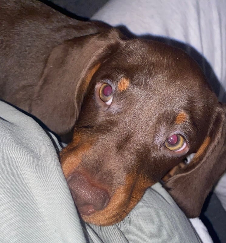 dashound puppy  BOY LAST ONE !!!!!!