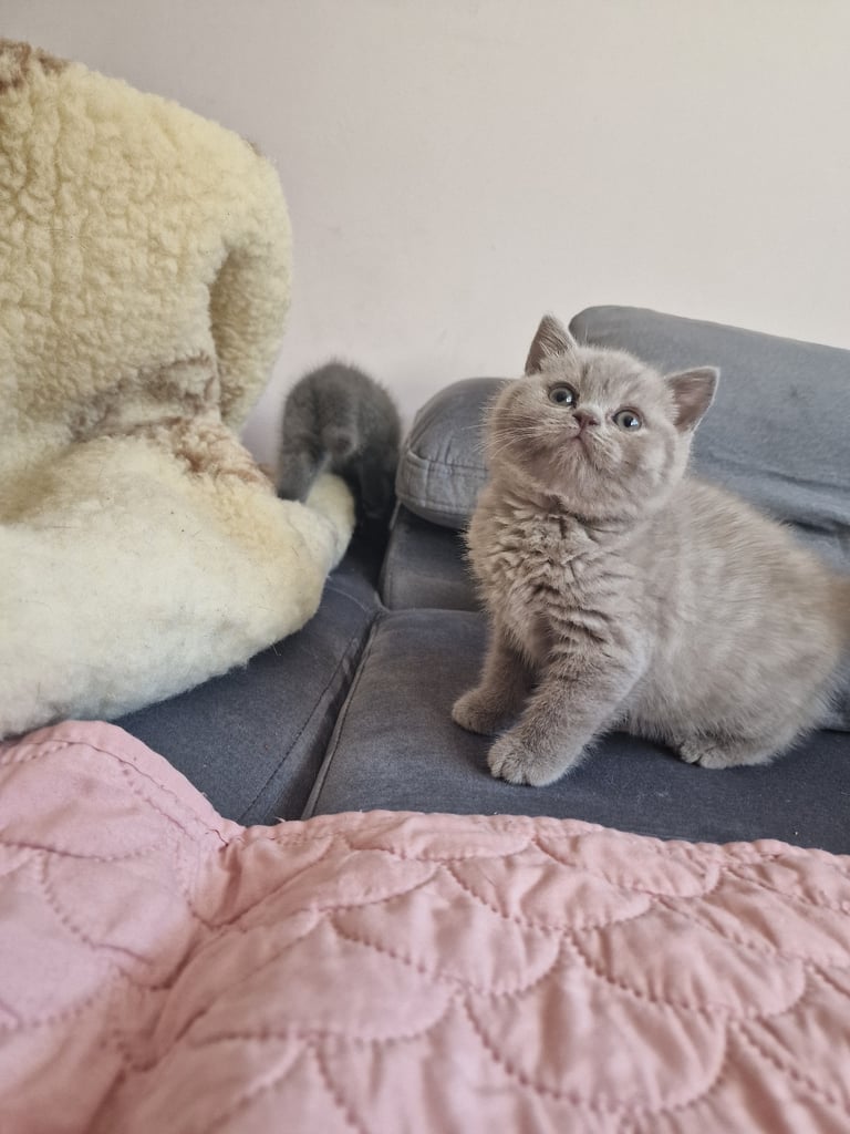 British shorthair kittens 