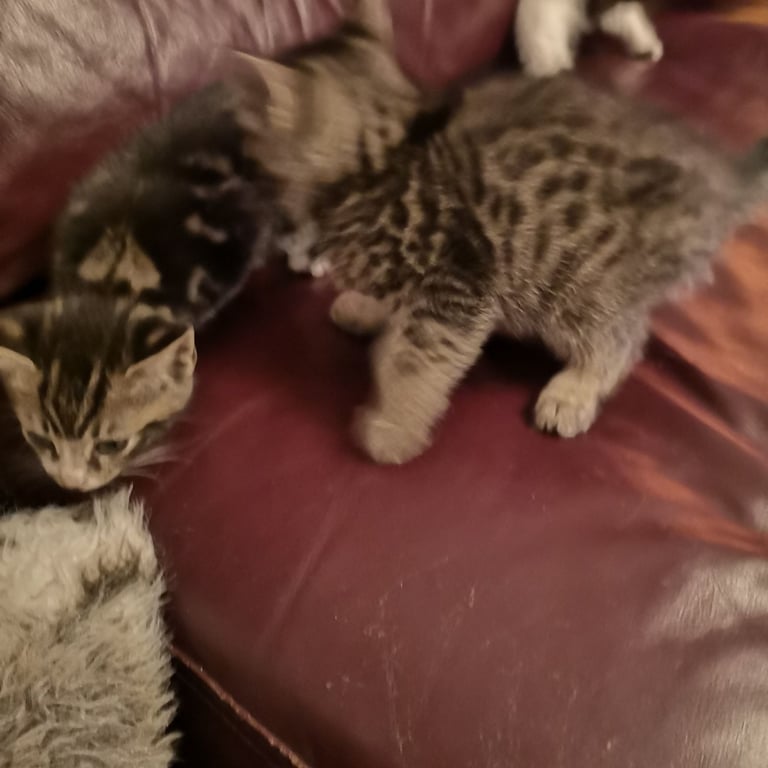4 lovely kittens for sale 