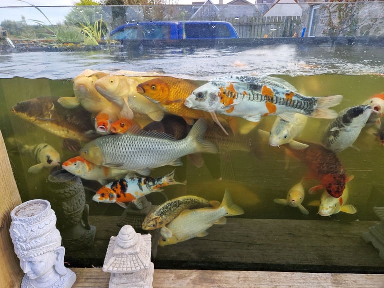 image for Koi Fish, filter