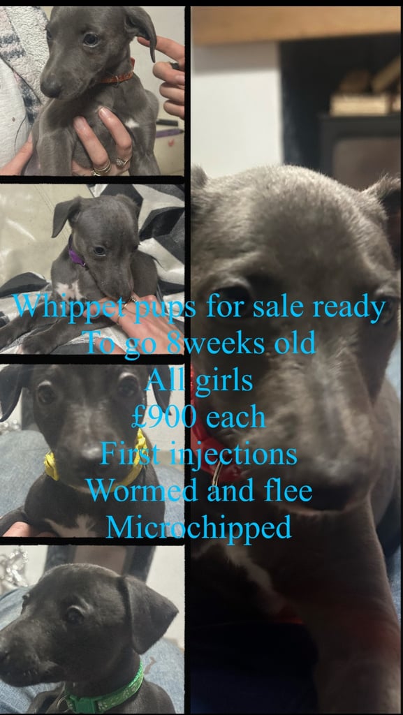 Whippet pups ready to go nice and small mother and farther