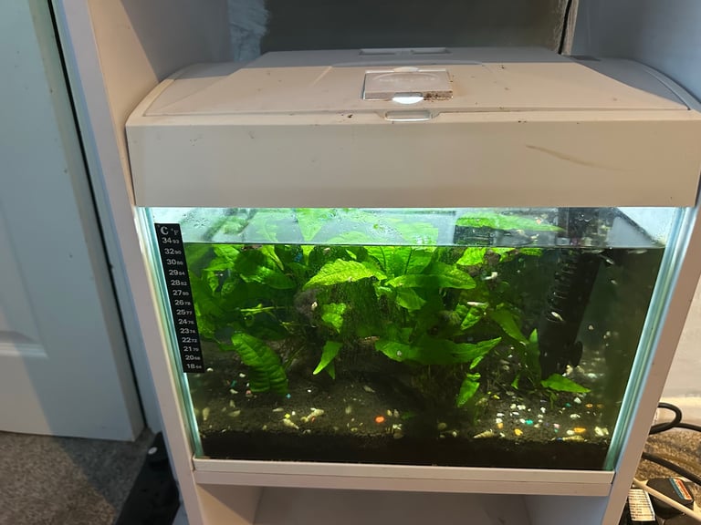 Guppy fish tank and small breeding tank