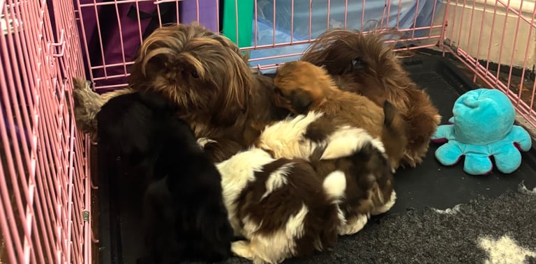 Beautiful shihzu puppies ready to leave next weekend 💙