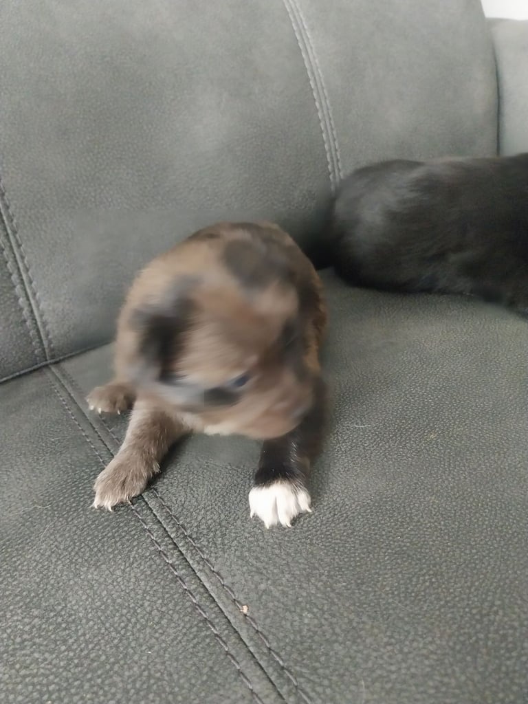Pomeranian/terrior