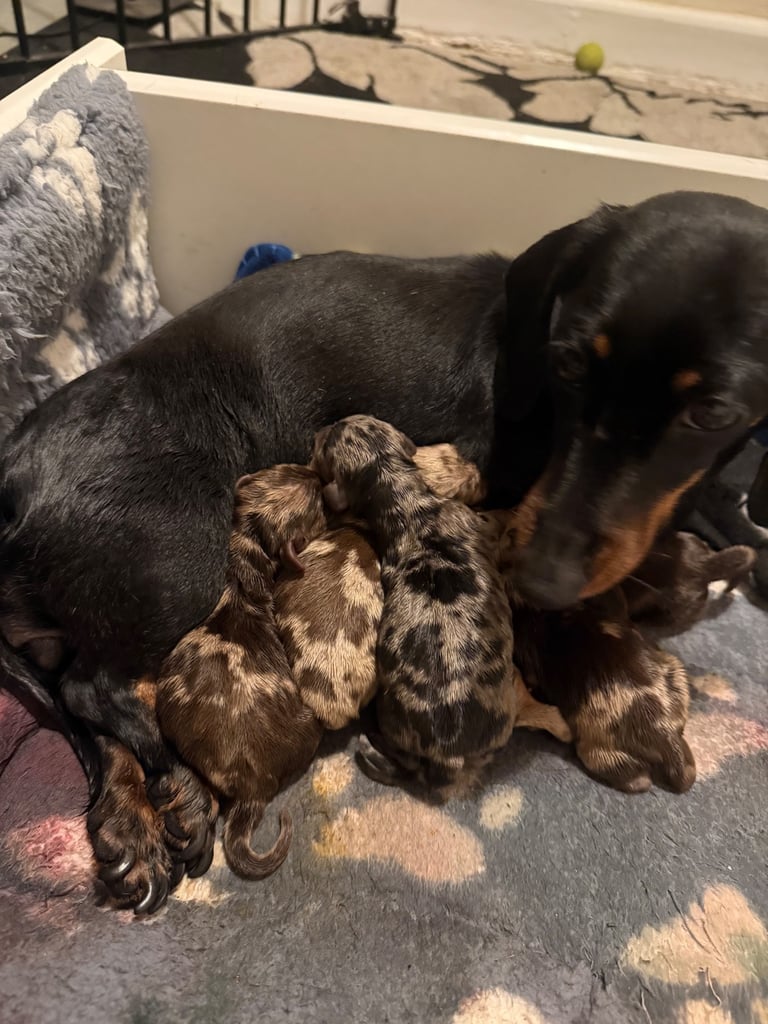 Ready to go! 1 boy left Miniature dachshunds puppies 