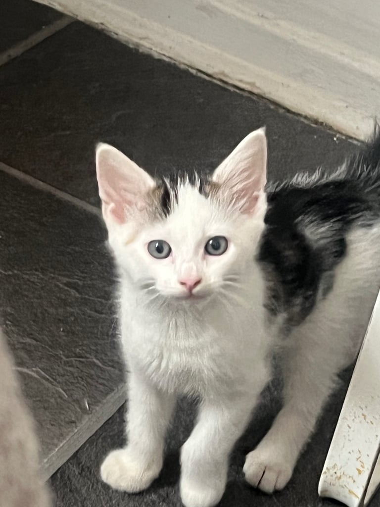 image for Last male tabby kitten 